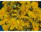 Confit de fleurs de Pissenlit petit